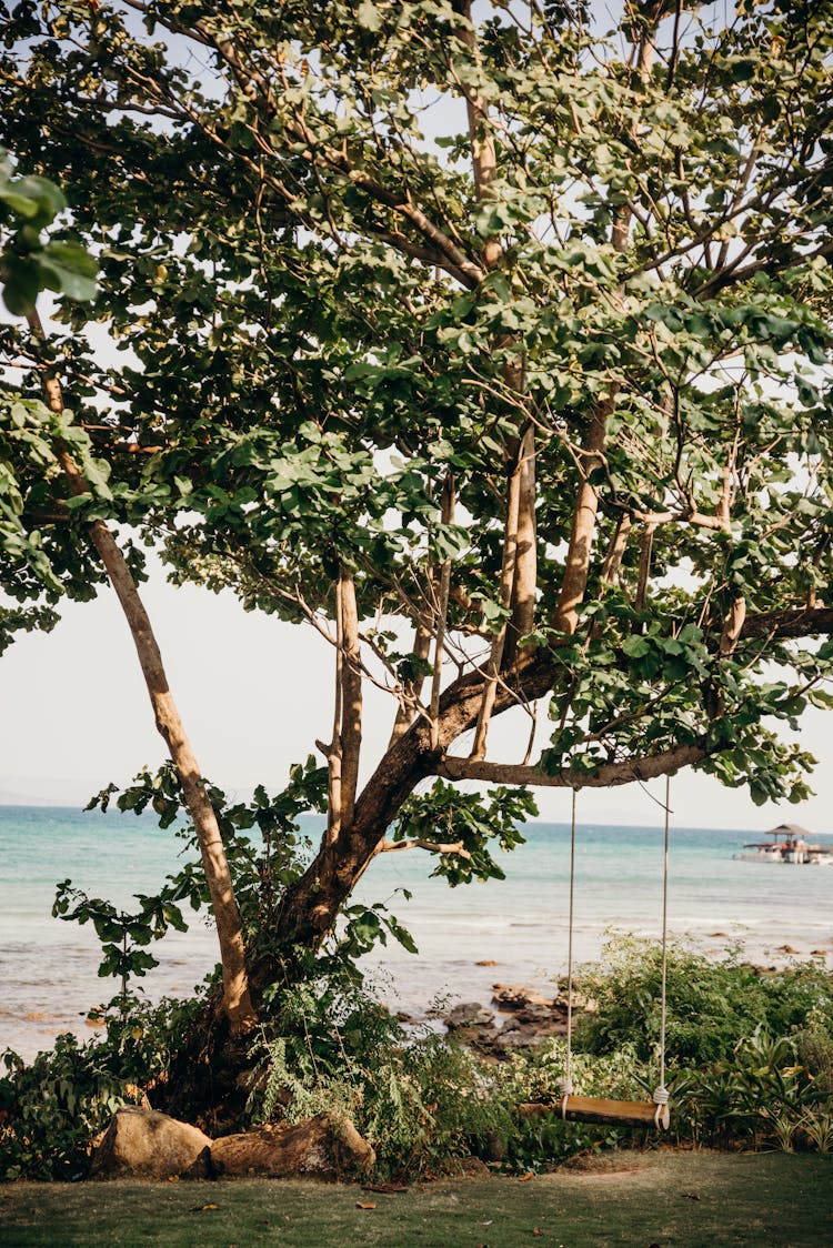 A Swing On A Tree 