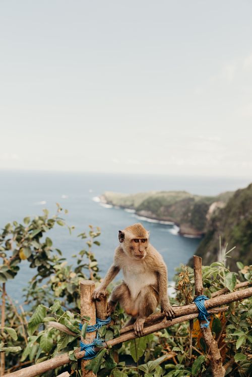 Free A monkey perched on a fence with a scenic view of Bali's coastline in the background. Stock Photo