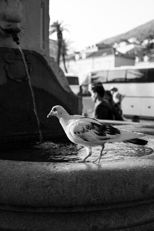 Základová fotografie zdarma na téma černobílý, fontána, holub