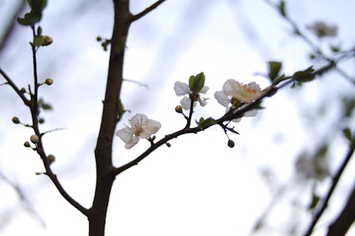 Безкоштовне стокове фото на тему «весна, вишневий цвіт, гілки»
