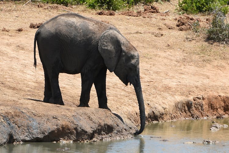 An Elephant By The Water 