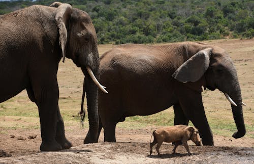 Brown Elephants Walking on Brown Soil