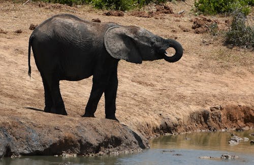 Безкоштовне стокове фото на тему «вода, дика природа, слон» стокове фото