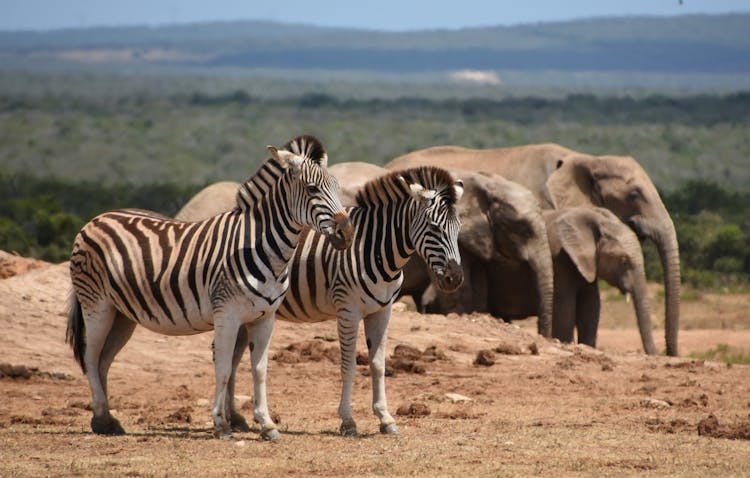 Zebras And Elephants On Brown Field