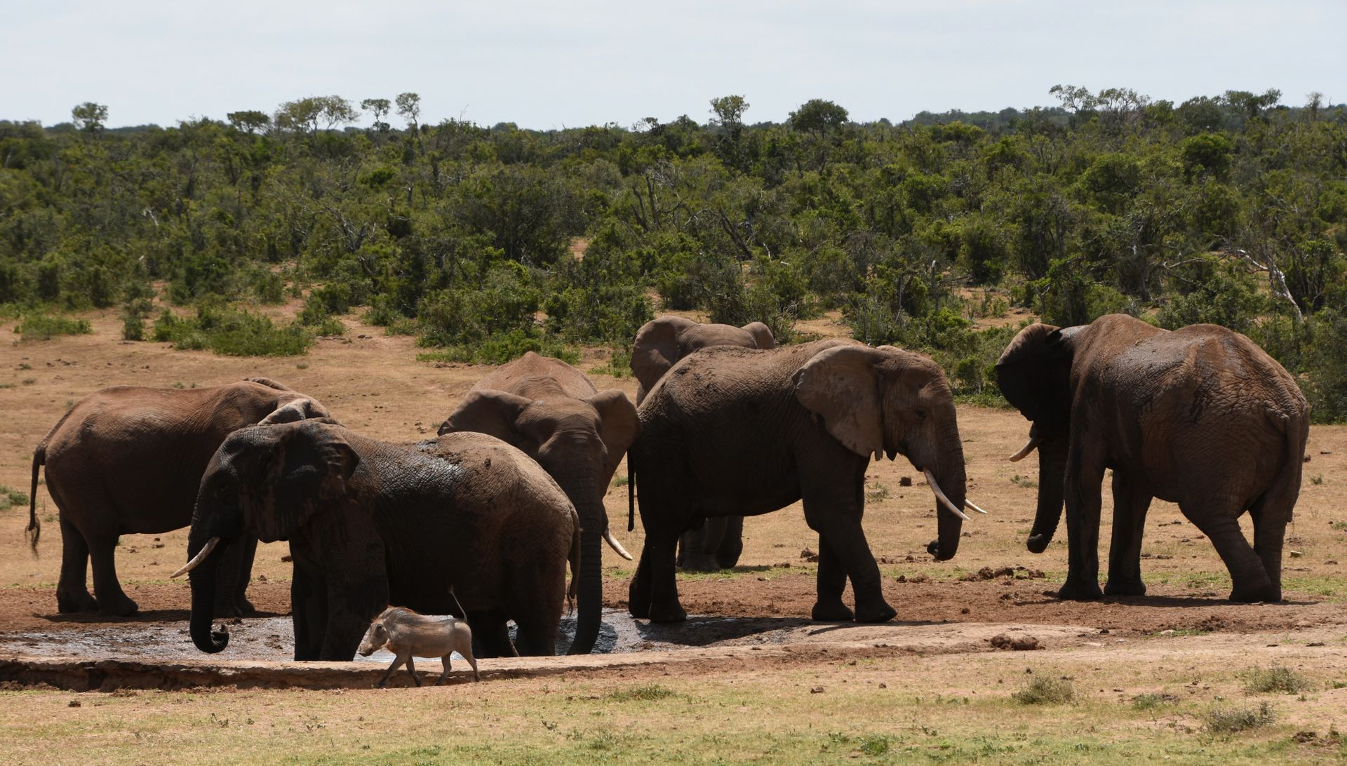 A herd of African elephants (Loxodonta africana) gathered at a waterhole in South Africa.