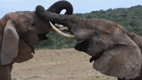 Gratis Fotos de stock gratuitas de África, al aire libre, animales Foto de stock