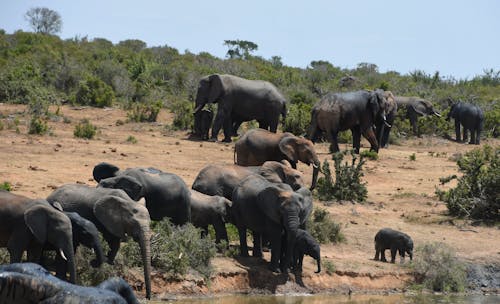 Fotos de stock gratuitas de África, al aire libre, animales