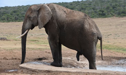Elephant Walking on Brown Sand