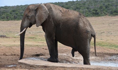 Fotos de stock gratuitas de África, al aire libre, animal