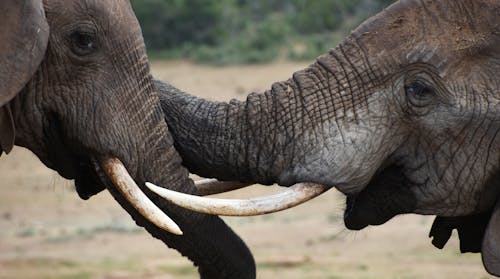 Gratis lagerfoto af afrika, afrikansk elefant, dyrefotografering