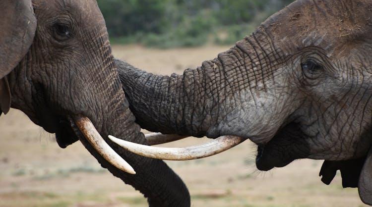 Close-Up Shot Brown Elephants