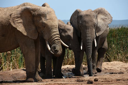 Gratis arkivbilde med afrika, afrikansk elefant, dyrefotografering Arkivbilde