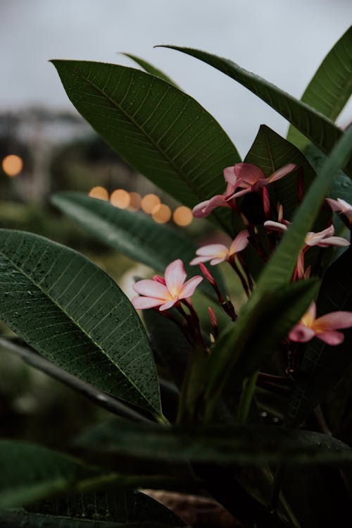 Fotobanka s bezplatnými fotkami na tému flóra, frangipani, kvet ovocného stromu
