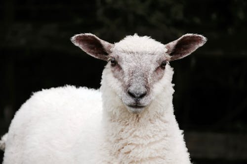 Free White Sheep Stock Photo