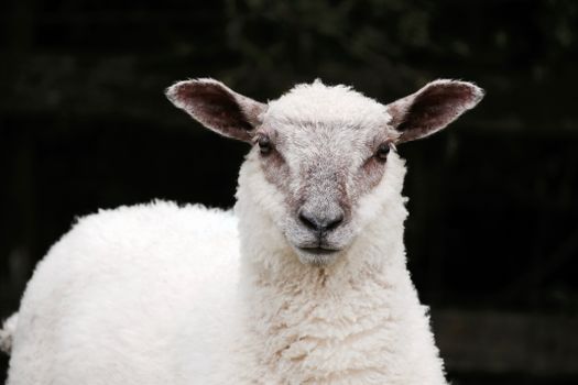 A detailed close-up image of a sheep in the rural countryside of Devon, England.