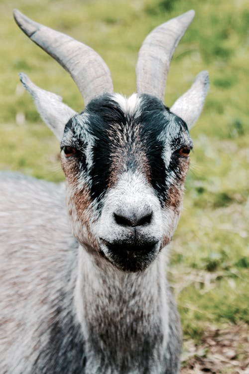 Gray and Black Goat
