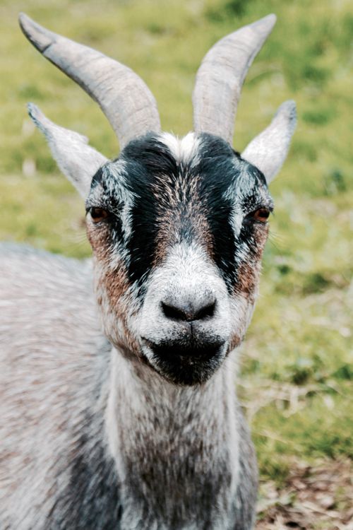 Free A detailed close-up of a domestic goat in a lush green field in the United Kingdom. Stock Photo