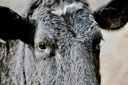 Detailed close-up of a black cow's face showcasing fur texture in Devon's rural landscape.