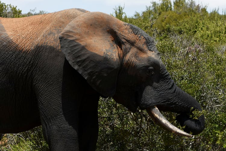 Elephant Near Green Plants