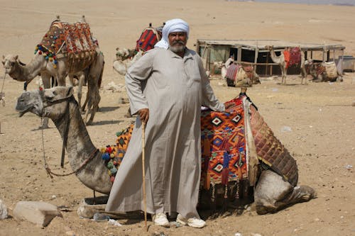 Caravan Master and His Camels 