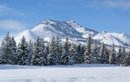 Trees on Snow Covered Ground