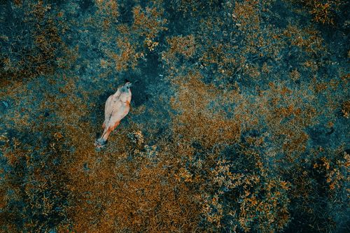 Free From above of cow standing in water and grazing fresh grass in countryside Stock Photo