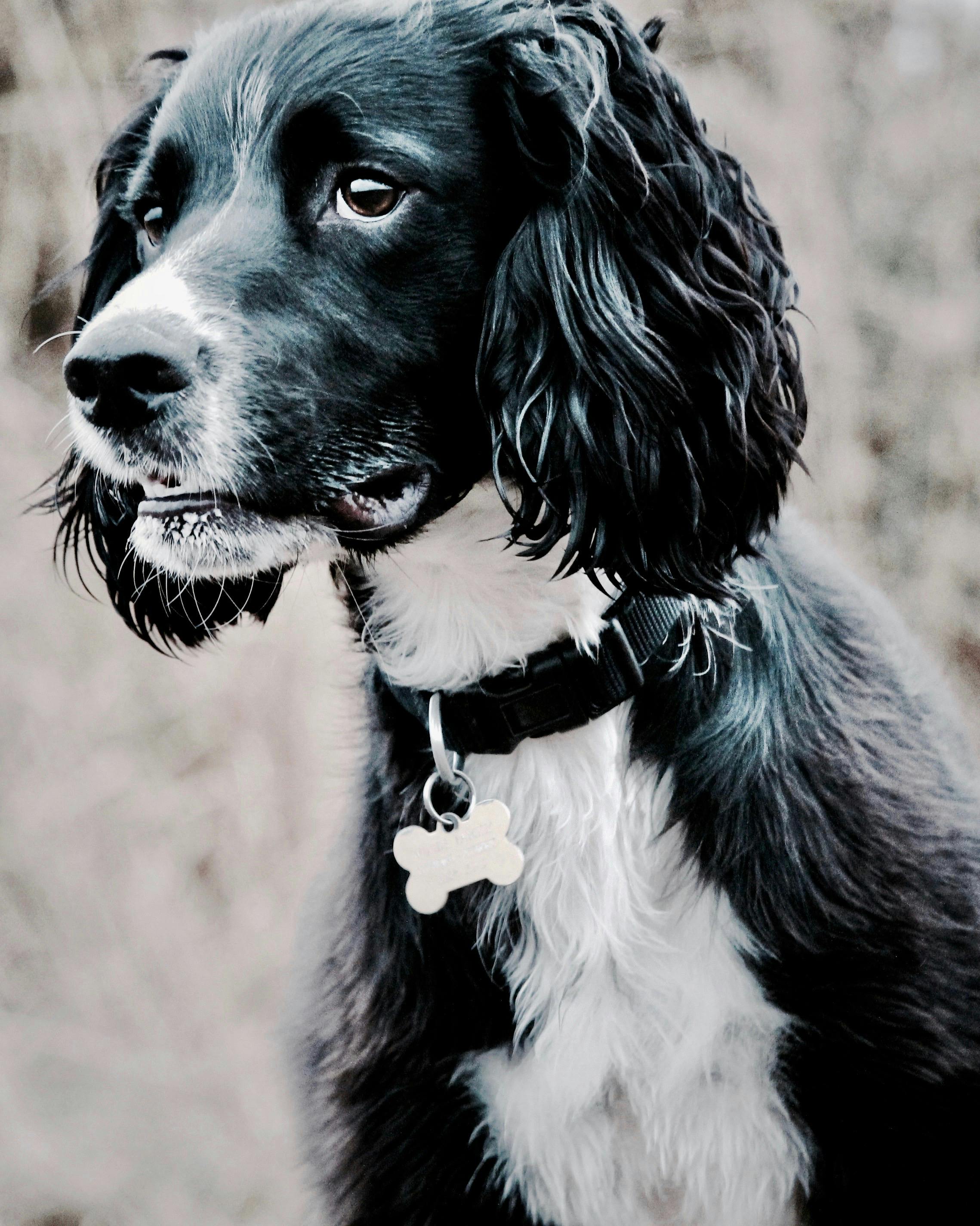 adult black and white spaniel