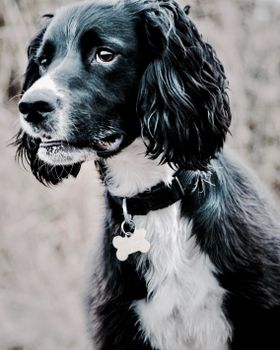在自然环境中，一只黑白相间的英国斯普林格犬的特写，戴着项圈