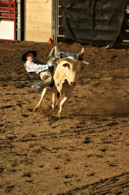 Man Falling Down from Bull 