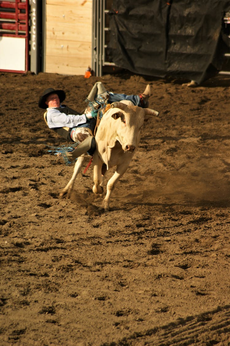 Man Falling Down From Bull 