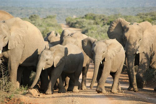 Elephants Walking on Dirt Road