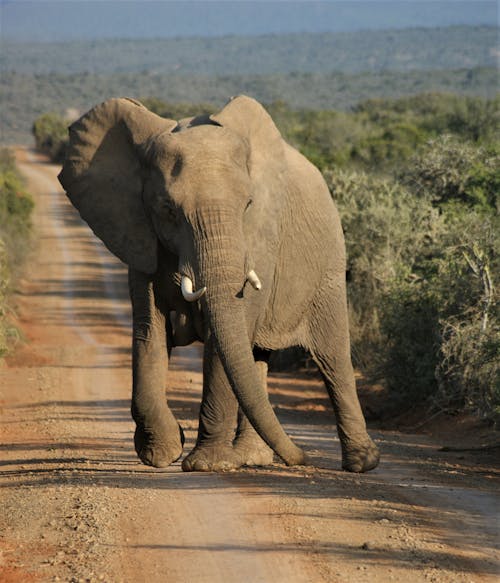 Elephant Walking on Dirt Road