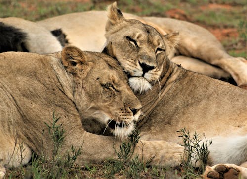 Free Close Up Photo of Lionesses Stock Photo