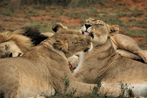 aslanlar, çekilmiş, hayvanlar içeren Ücretsiz stok fotoğraf