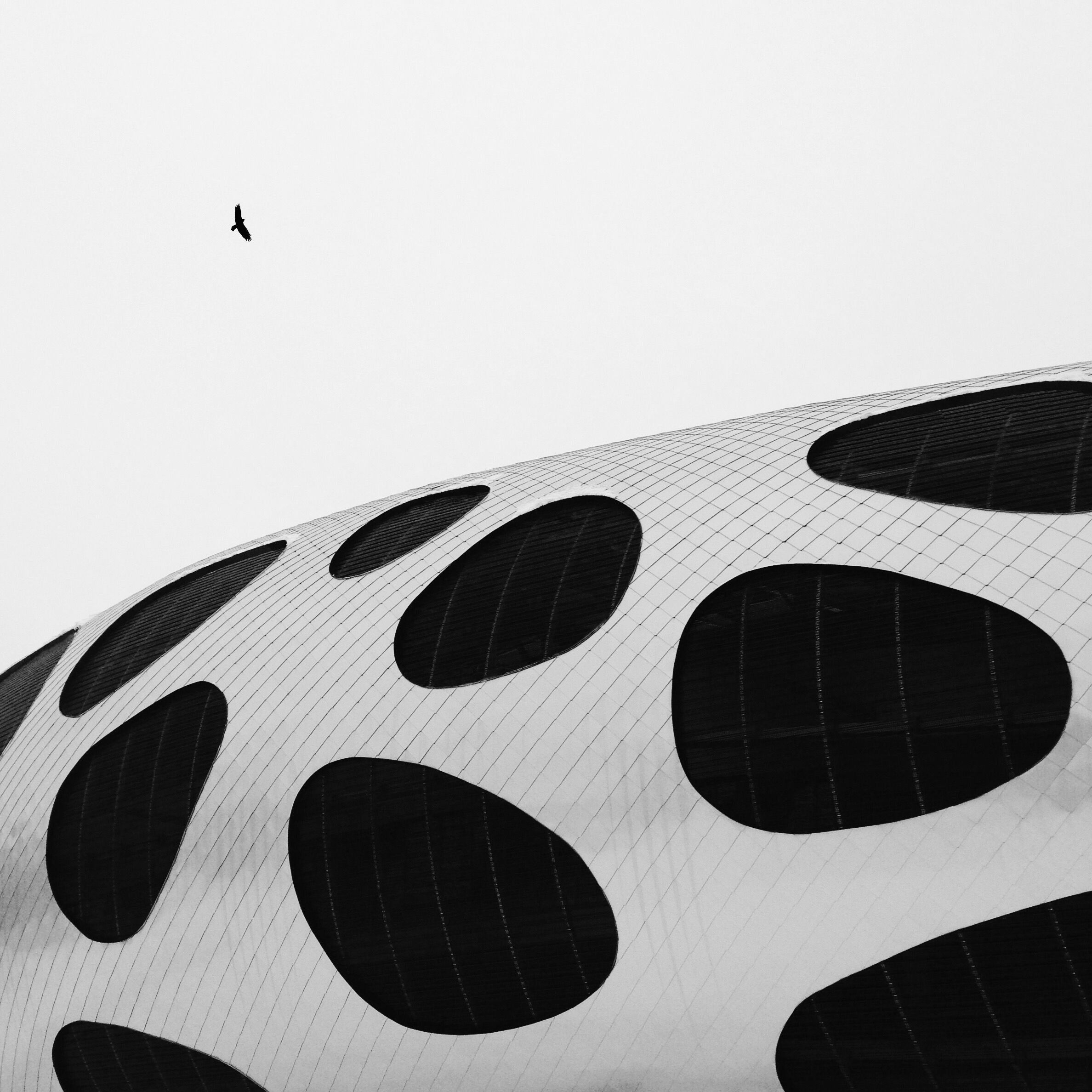 Bird in Flight over Futuristic Building