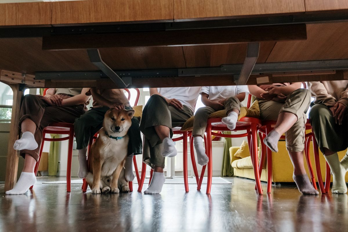 Köpeğim Misafir Gelince Saklanıyor: Korku mu, Ne Yapmalı? - Görsel 1