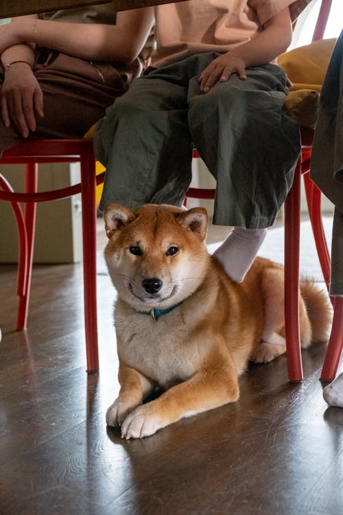 A Cute Brown Shiba Inu under the Chair