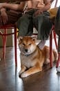 A Cute Brown Shiba Inu under the Chair