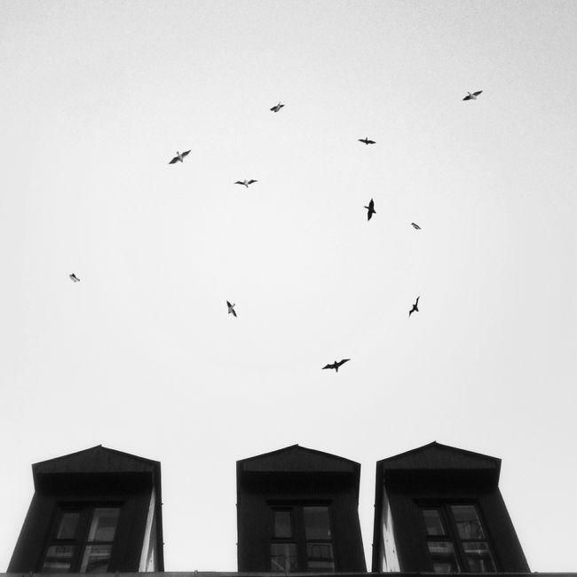 Monochrome image of birds flying above a distinct rooftop against a clear sky.