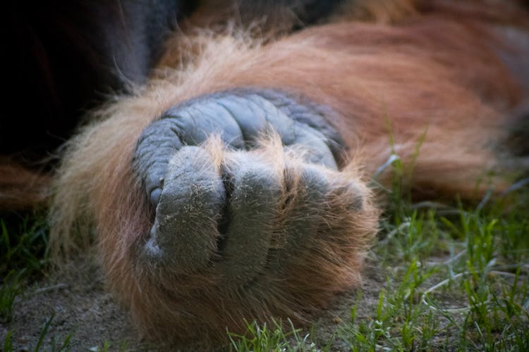 Closed Hand Of Orangutan