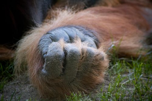 Free Detailed close-up of an orangutan hand, showcasing the texture and hair in a natural setting. Stock Photo