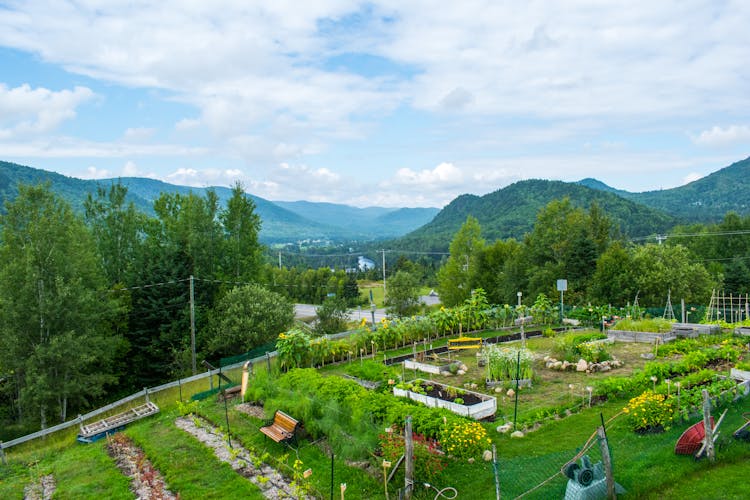 A Backyard Garden Photo