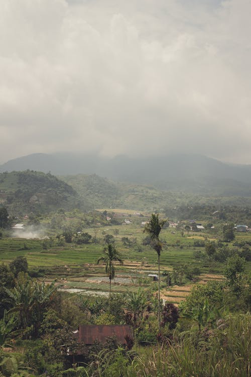 Foto d'estoc gratuïta de agricultura, camps, creixement