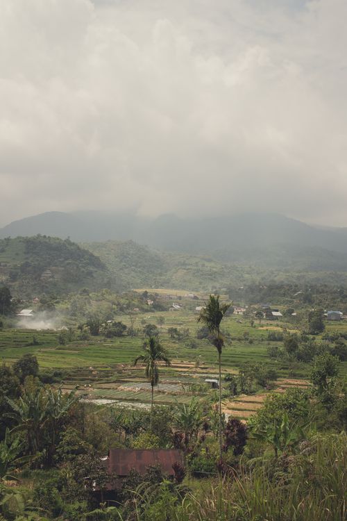 Free A picturesque view of a lush agricultural landscape with palm trees under an overcast sky. Stock Photo
