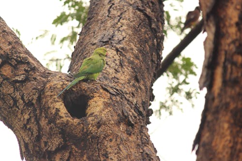 Základová fotografie zdarma na téma les, milující pták, papoušek