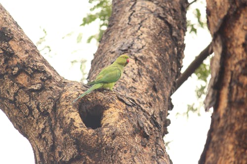 Fotos de stock gratuitas de bosque, loro, pájaro