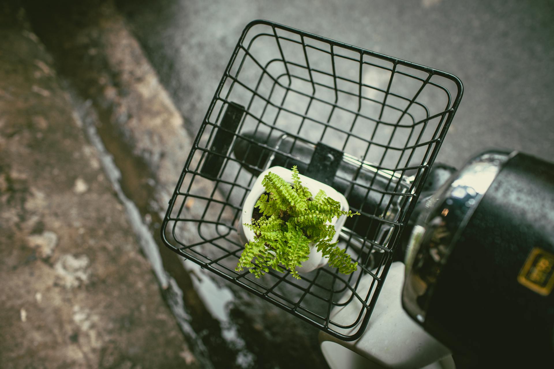 A top view of a potted fern placed in a scooter basket on an outdoor pavement.