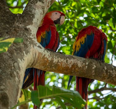 Two vibrant scarlet macaws sitting on a tree branch in the lush foliage of Costa Rica.