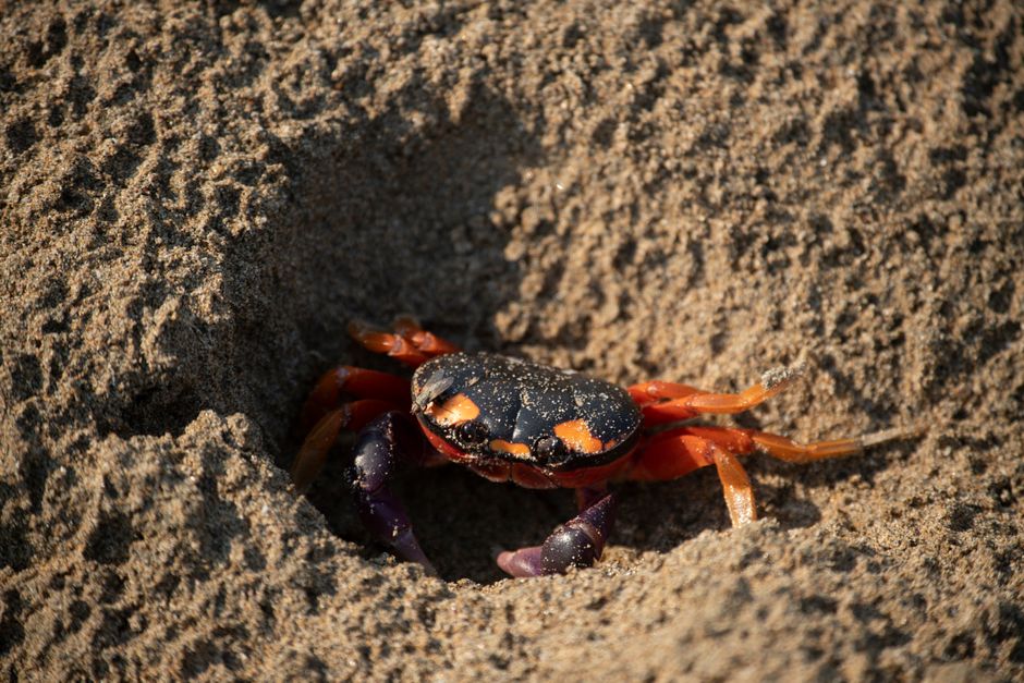 Melampaui Lezat: Menelusuri Cita Rica-Rica Kepiting Sampit yang Jadi Primadona Kuliner Lokal