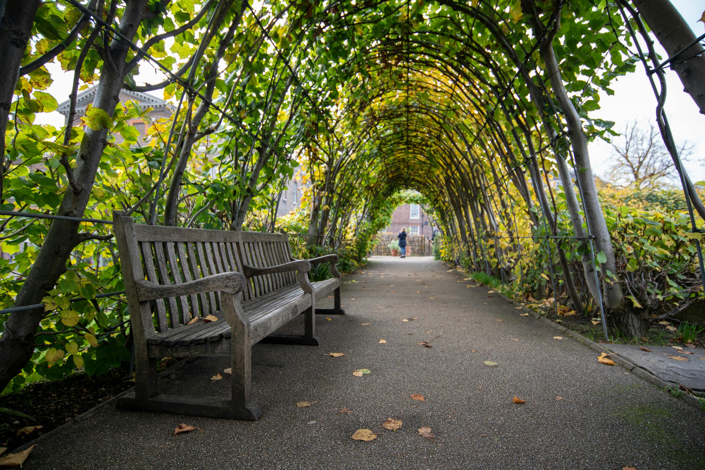 Free Pathway Under Plants Stock Photo